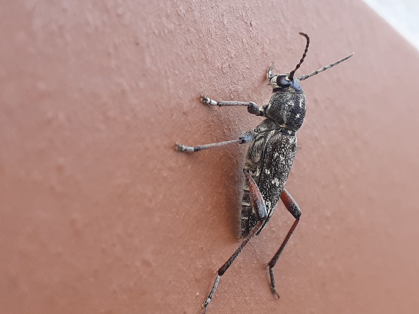 Xylotrechus rusticus - egérszínű darázscincér