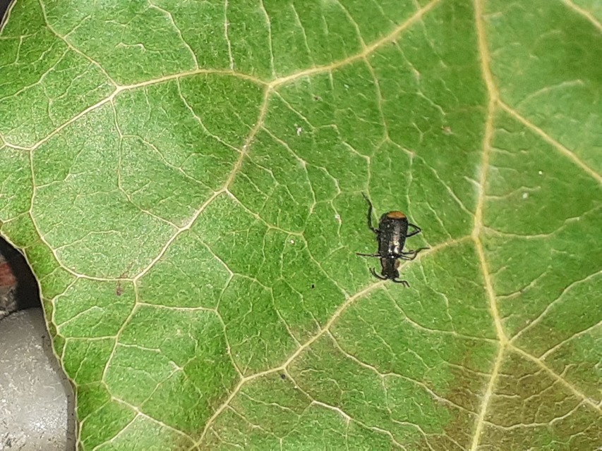 Axinotarsus marginalis - feketefüggős bibircsesbogár