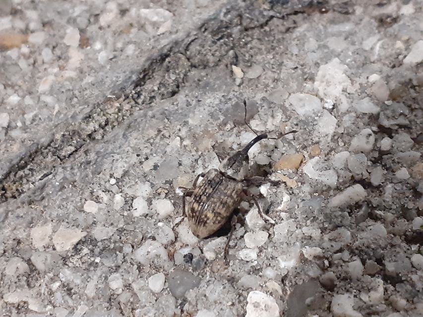 Tournotaris bimaculata - fűrészeslábú gyékényormányos