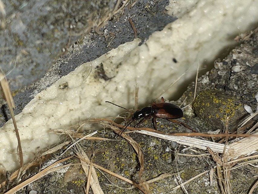 Anchomenus dorsalis - hátfoltos kisfutó