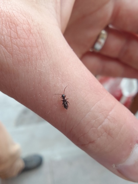 Heteroptera - Poloskák