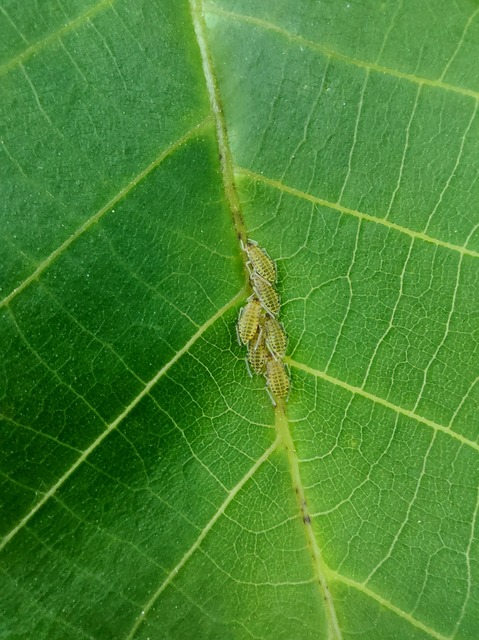 Panaphis juglandis