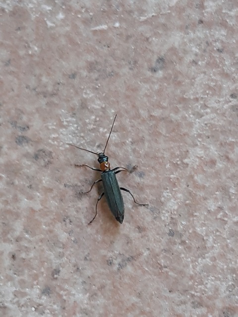 Oedemera croceicollis - pirostorú álcincér