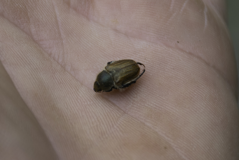 Chaetopteroplia segetum - rozsszipoly