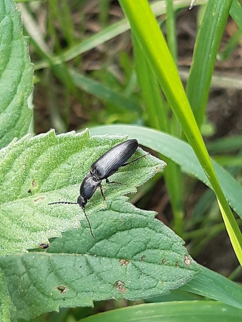 Hemicrepidius