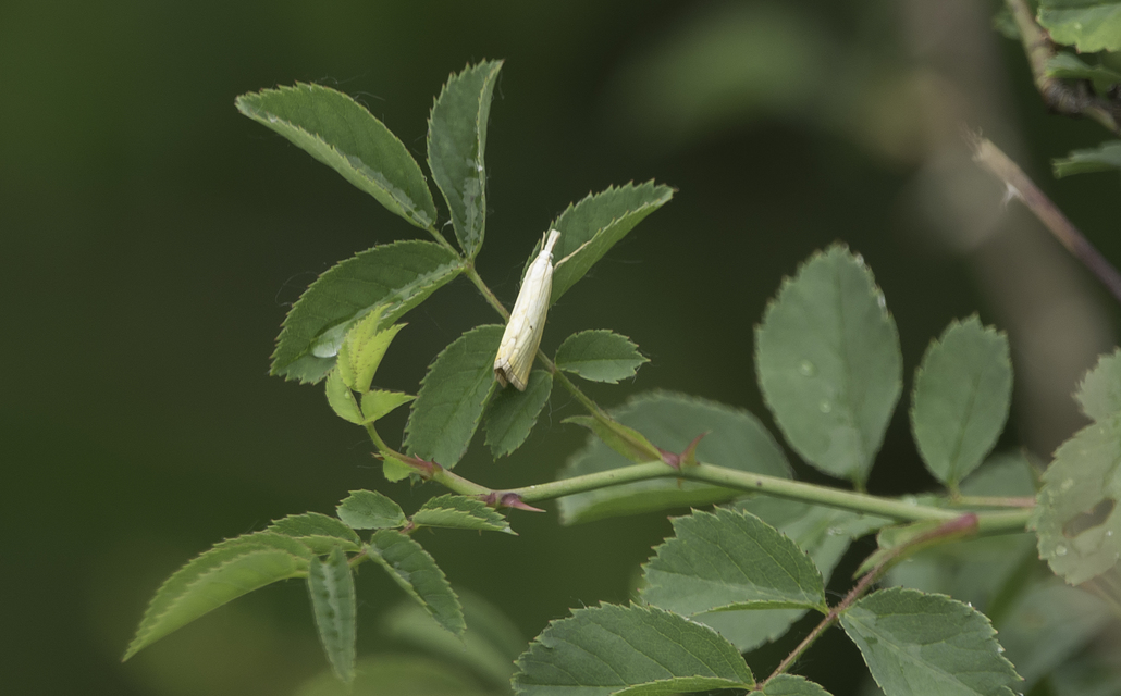 Xanthocrambus saxonellus - sárga fűgyökérmoly