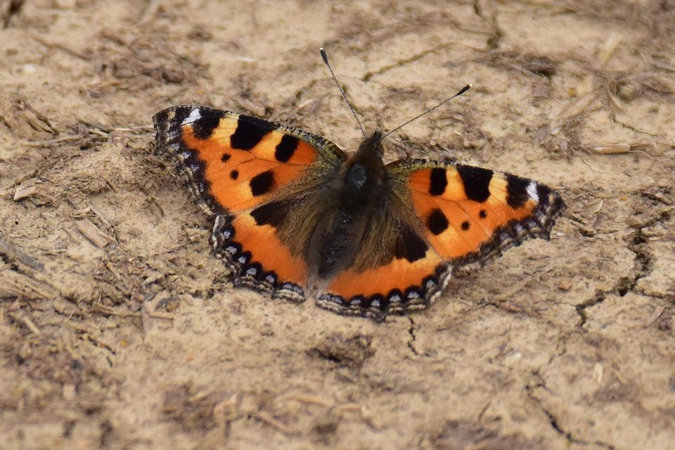 Nymphalis urticae - kis rókalepke