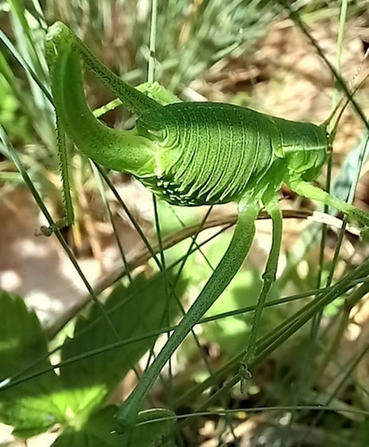 Isophya costata - magyar tarsza