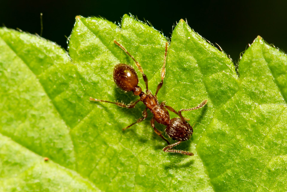 Myrmica rubra - közönséges bütyköshangya