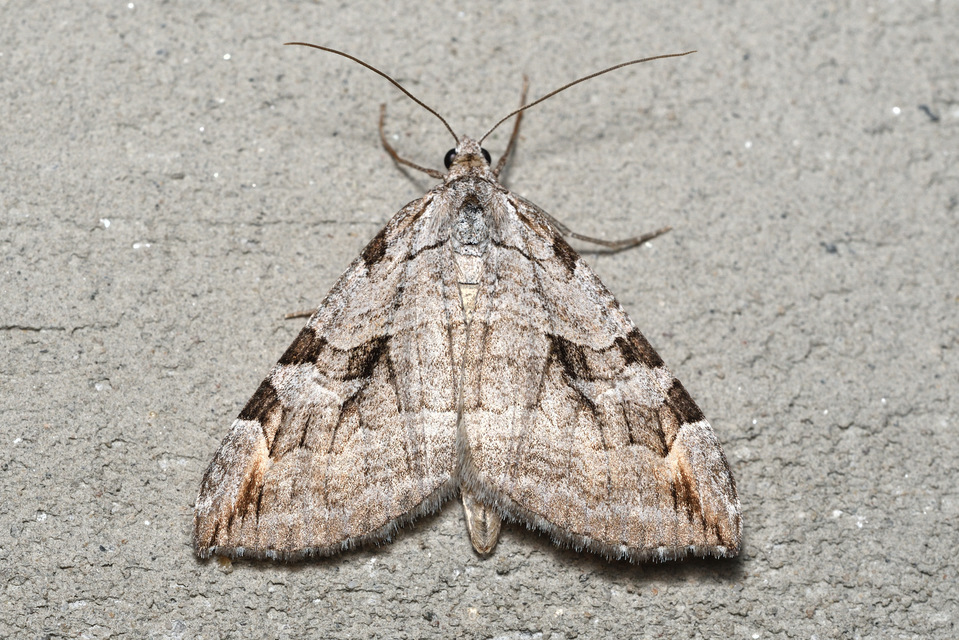 Aplocera efformata/plagiata