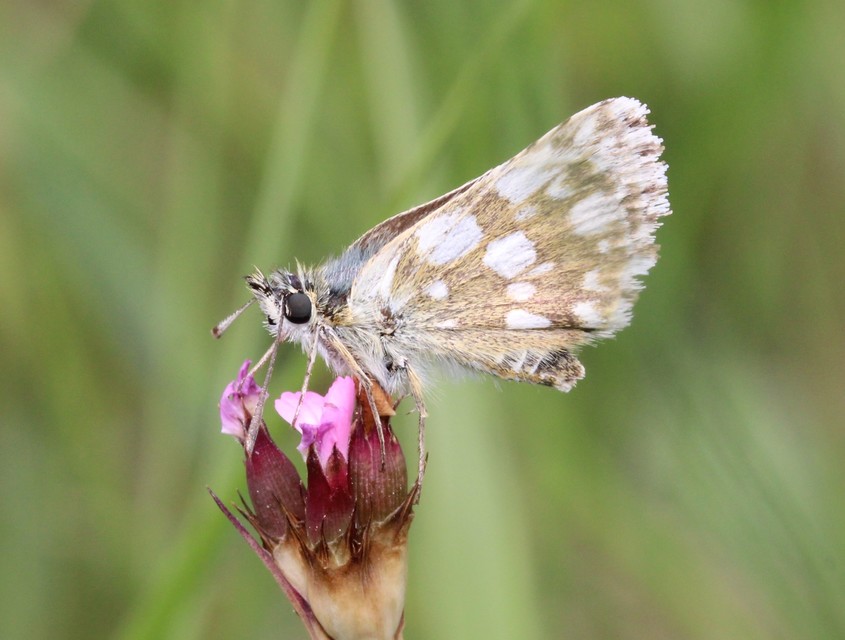 Spialia orbifer - törpe busalepke