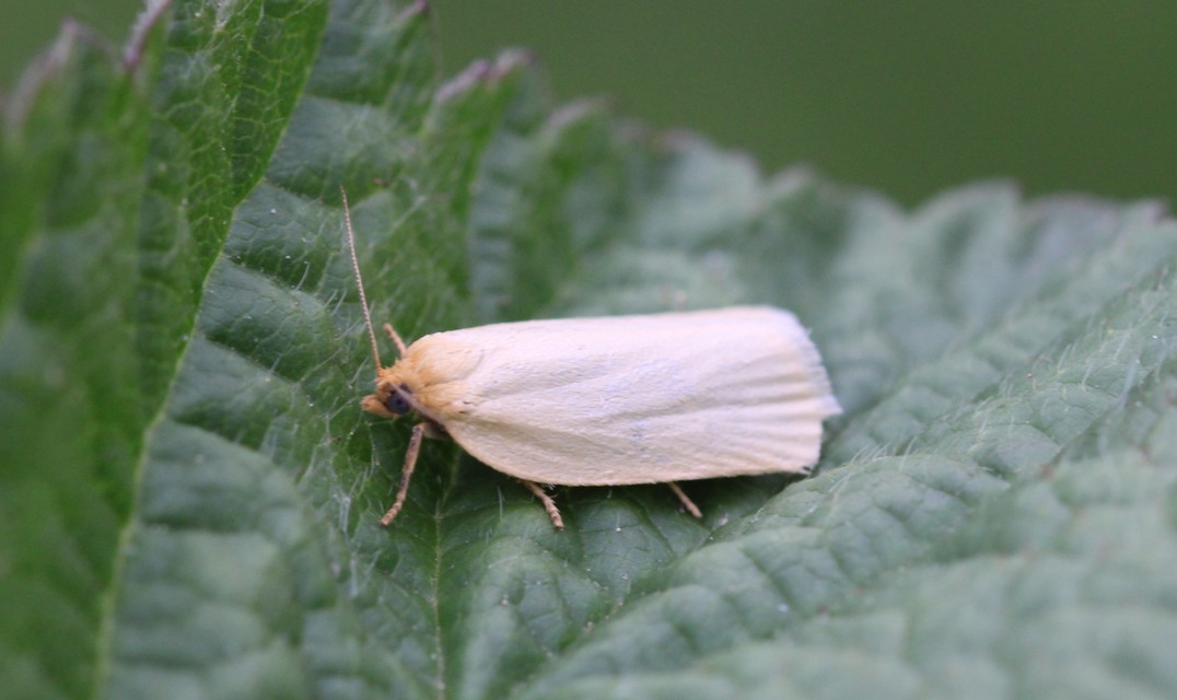 Aphelia