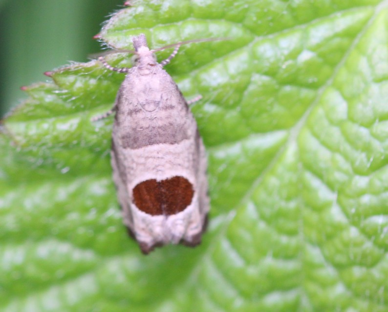 Notocelia uddmanniana - málnasodró tükrösmoly