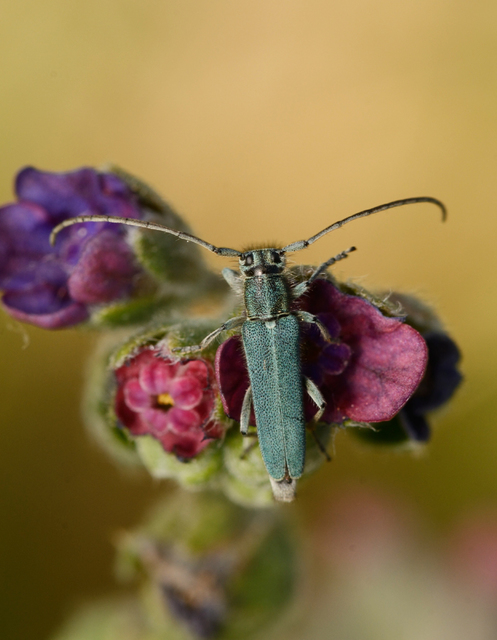 Phytoecia coerulescens - kígyósziszcincér