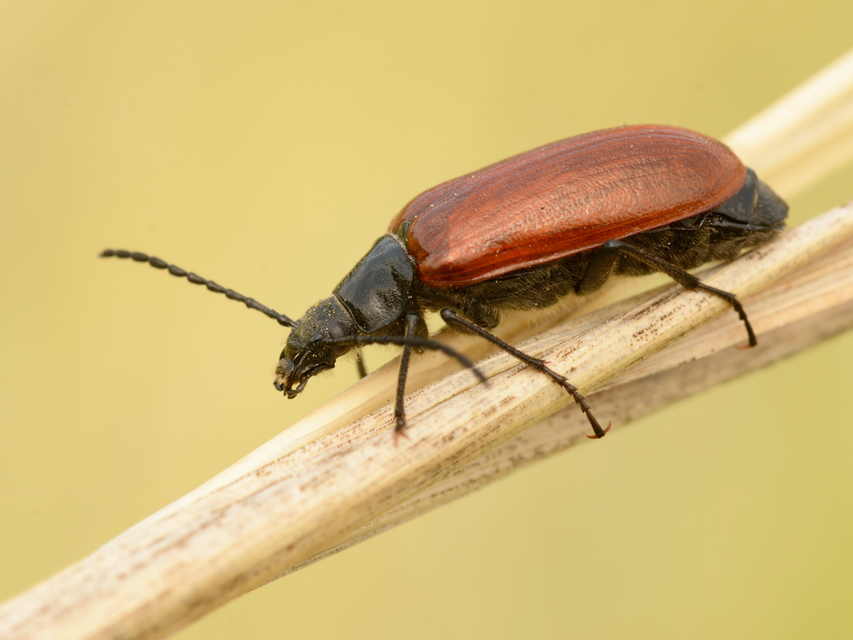 Omophlus proteus - közönséges pejbogár Omophlus proteus - közönséges pejbogár