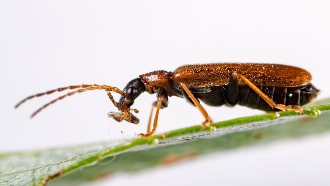 Rhagonycha nigriventris - feketecombú lágybogár Rhagonycha nigriventris - feketecombú lágybogár