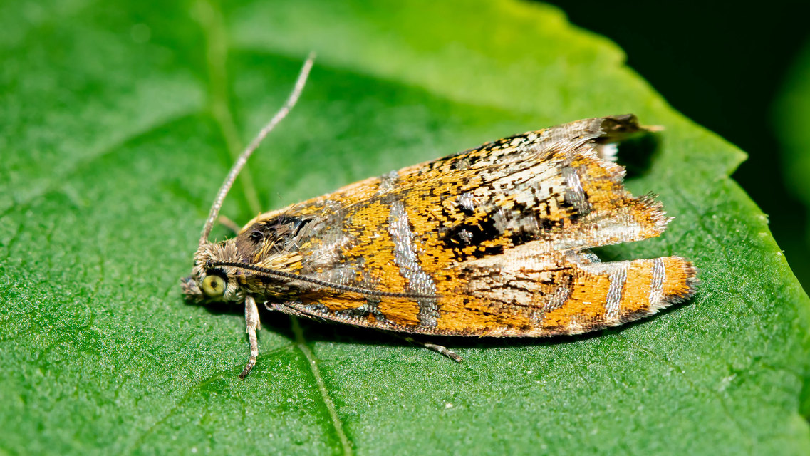 Olethreutes arcuella - avarevő tükrösmoly