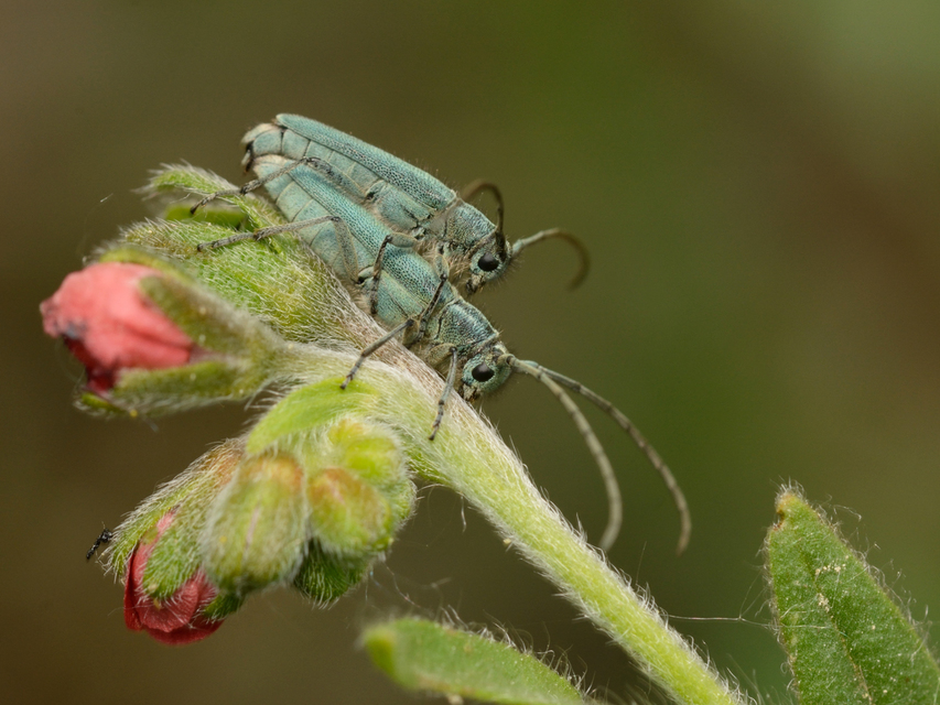 Phytoecia coerulescens - kígyósziszcincér