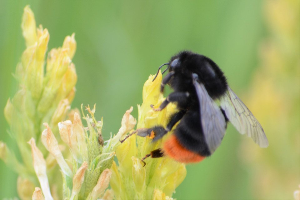 Bombus lapidarius - kövi poszméh