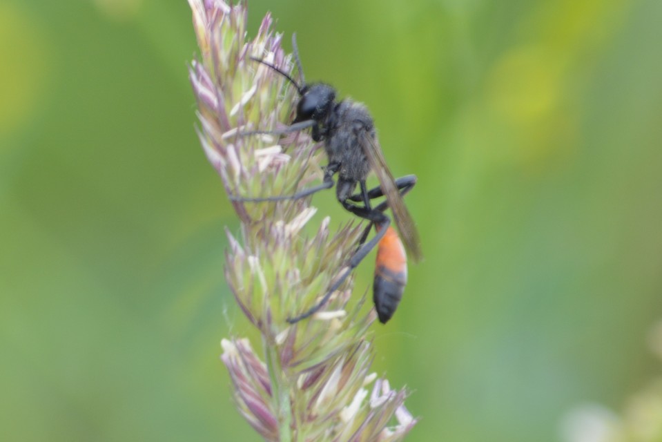 Ammophila