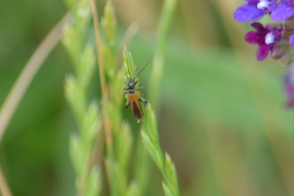Oedemera femorata - sárgahátú álcincér