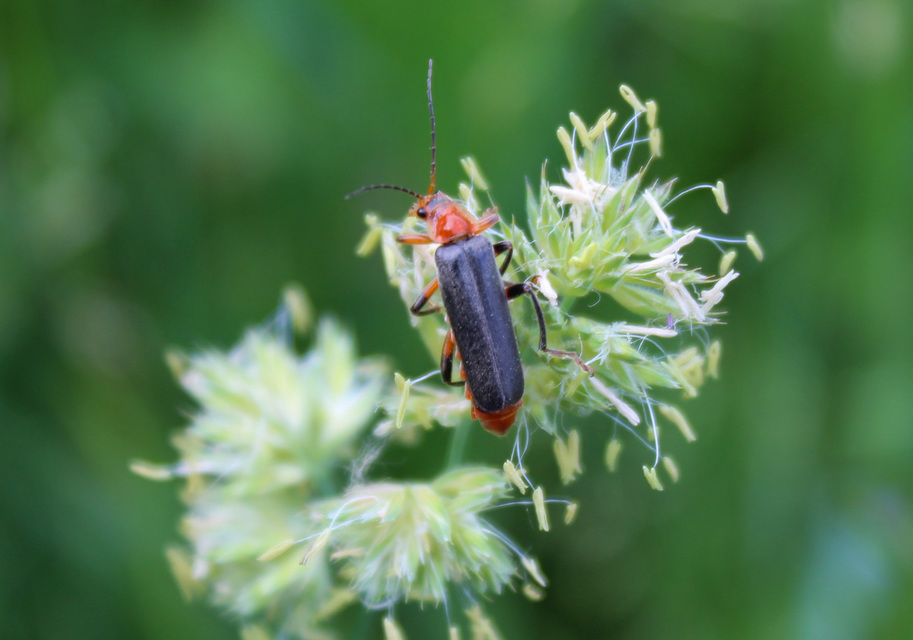 Cantharis livida - mezei lágybogár