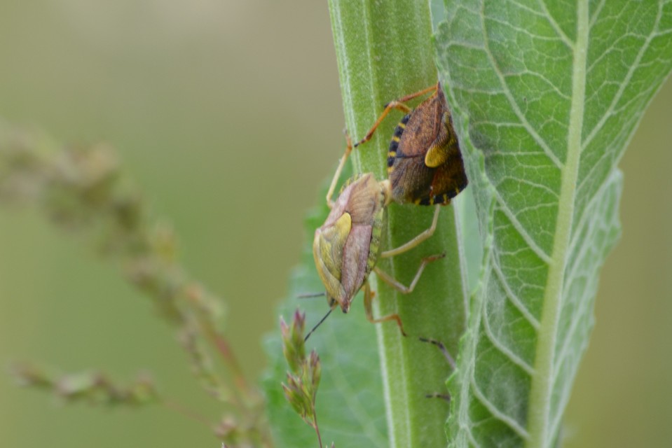 Carpocoris