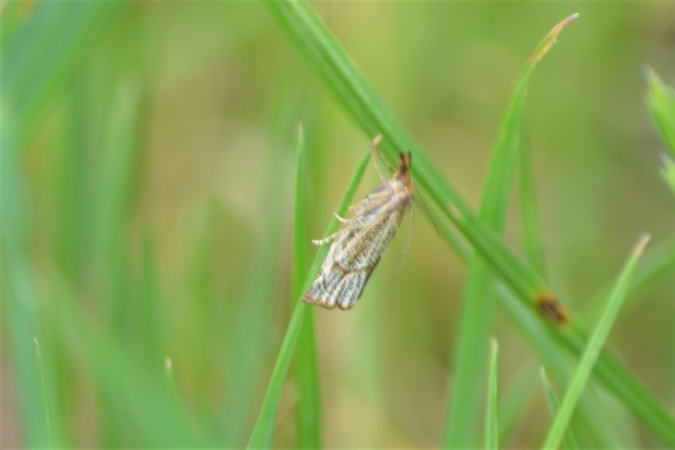 Thisanotia chrysonuchella - tavaszi fűgyökérmoly