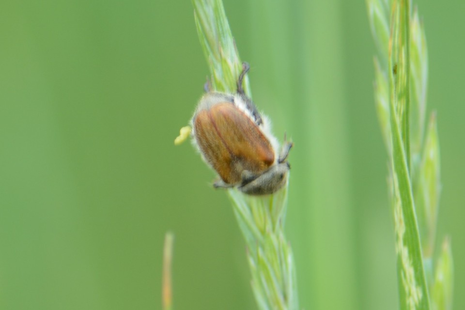 Chaetopteroplia segetum - rozsszipoly