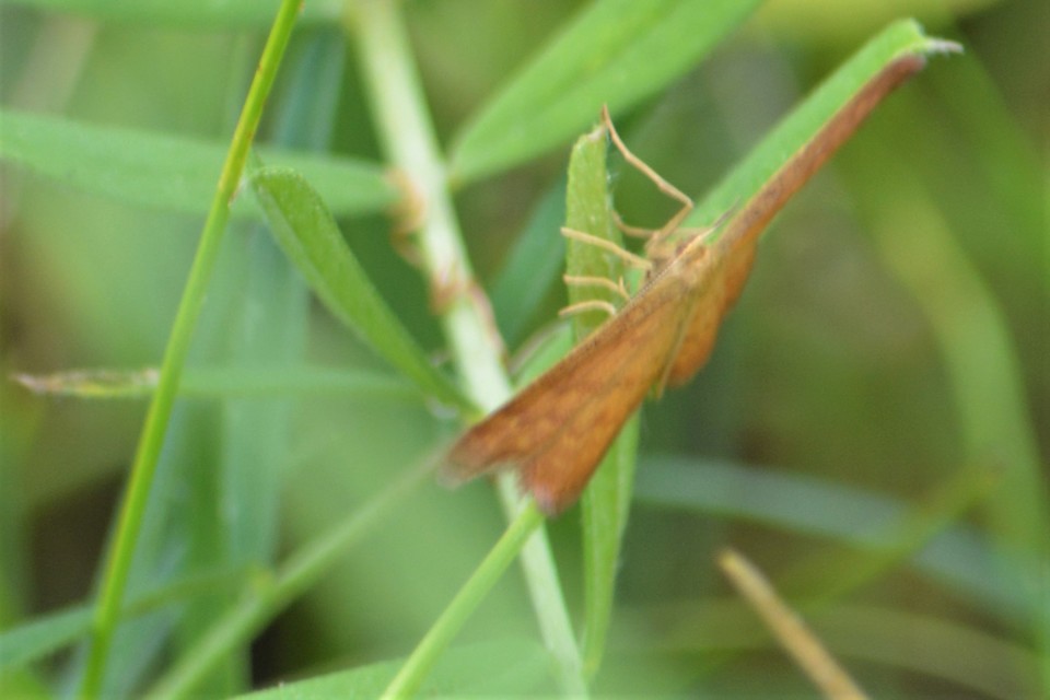 Idaea serpentata - kis sávosaraszoló
