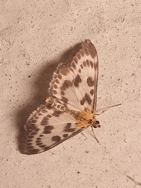 Anania hortulata - tarka csalánmoly
