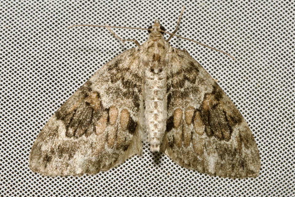 Thera variata - változékony fenyőaraszoló