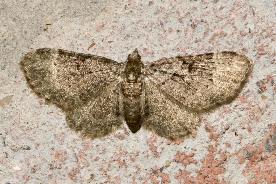 Pasiphila rectangulata - almavirág-araszoló