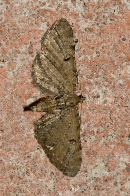 Eupithecia absinthiata - üröm-törpearaszoló