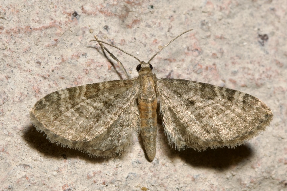 Eupithecia haworthiata - rozsdástestű törpearaszoló
