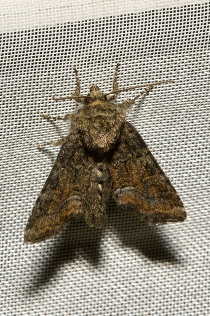 Oligia latruncula - fekete dudvabagoly