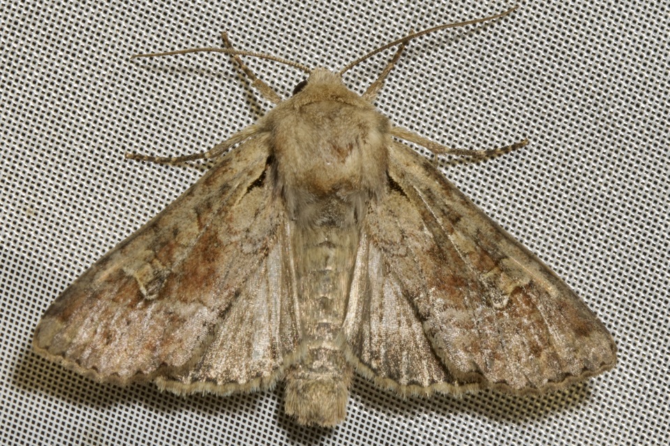 Apamea sordens - kalászrágó dudvabagoly