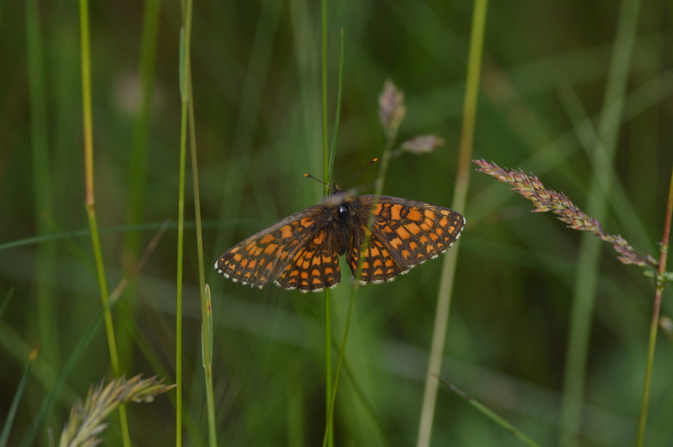 Melitaea aurelia - recés tarkalepke