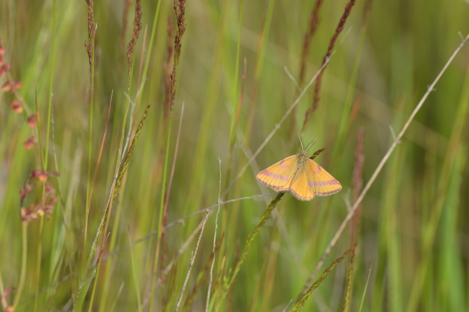 Lythria cruentaria - bíborcsíkos araszoló