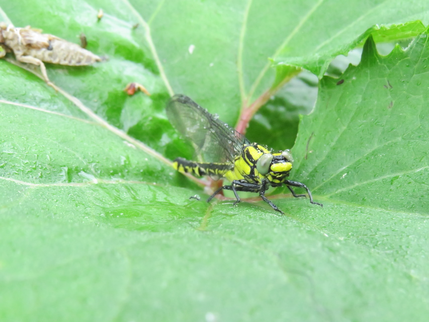 Gomphus vulgatissimus - feketelábú folyami-szitakötő