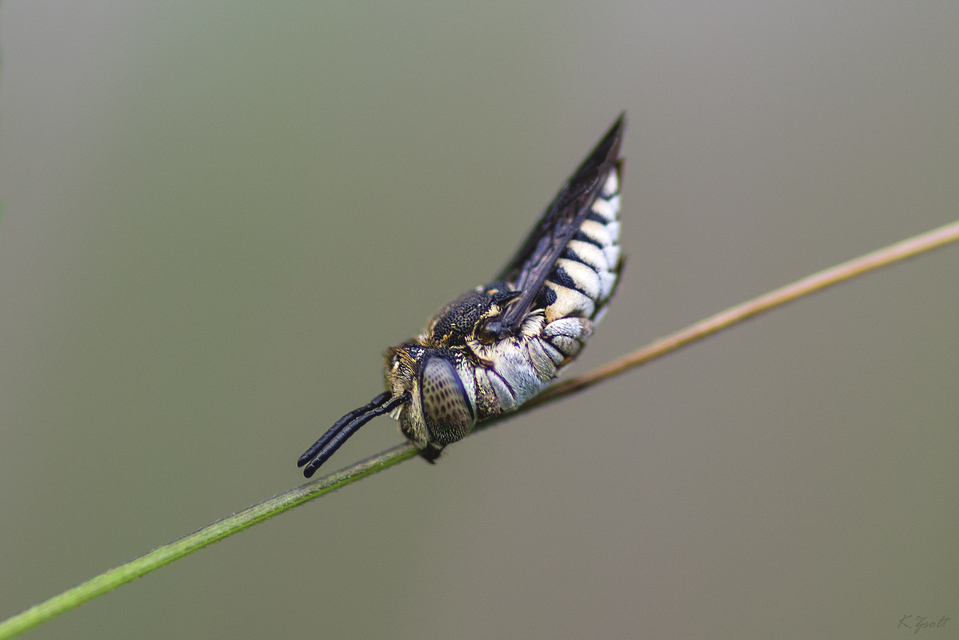 Coelioxys