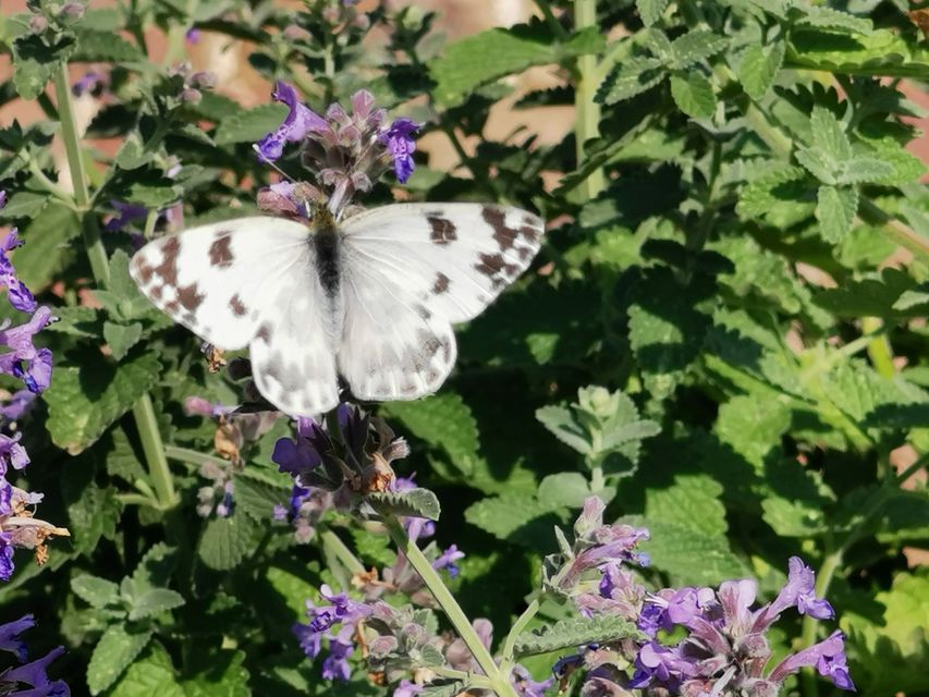 Pontia edusa - rezedalepke
