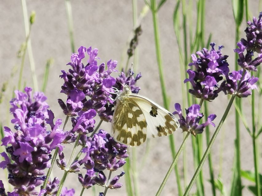 Pontia edusa - rezedalepke