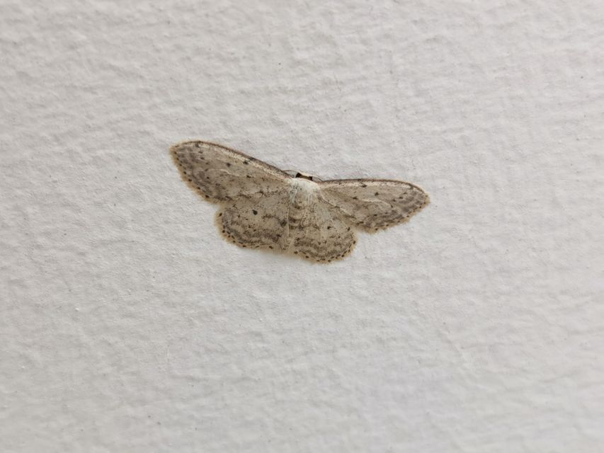 Idaea seriata - szürke apróaraszoló