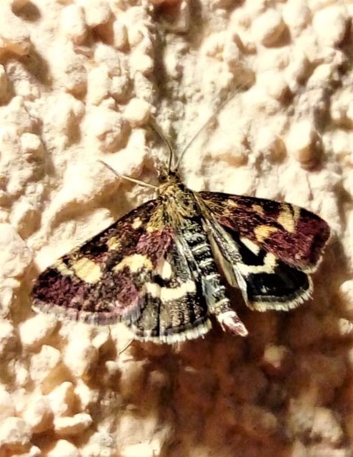 Pyrausta purpuralis - közönséges bíbormoly
