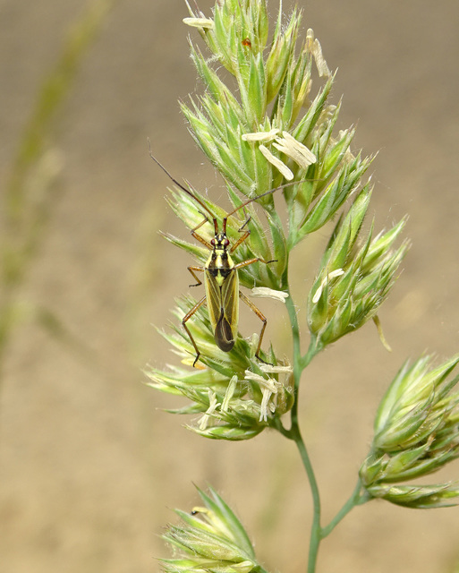 Leptopterna dolabrata - közönséges mezeipoloska