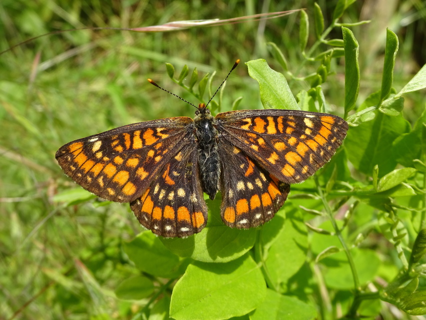 Euphydryas maturna - díszes tarkalepke