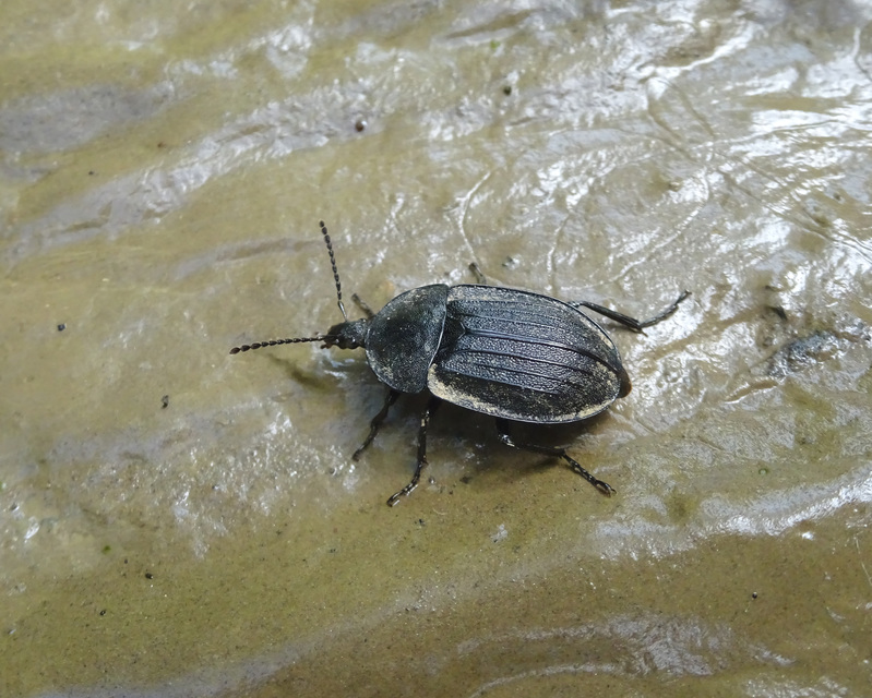 Phosphuga atrata - bordás csigarabló