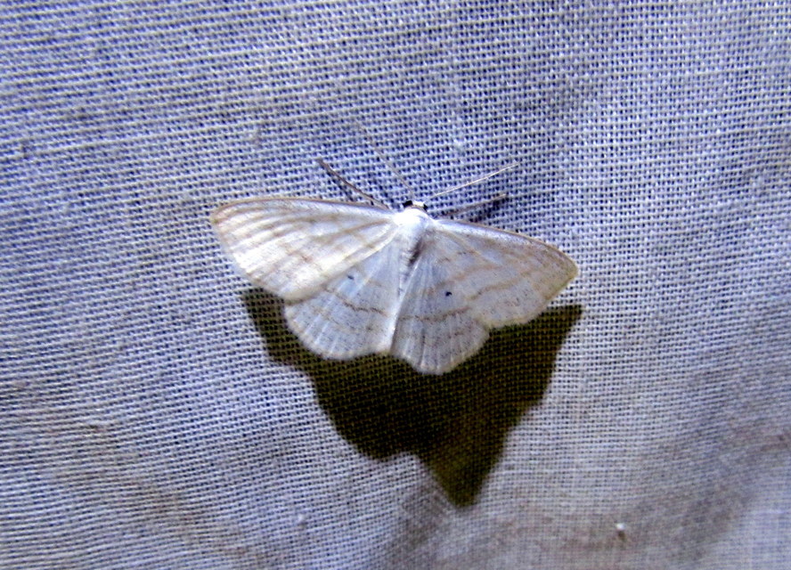 Scopula caricaria - mocsári fehéraraszoló