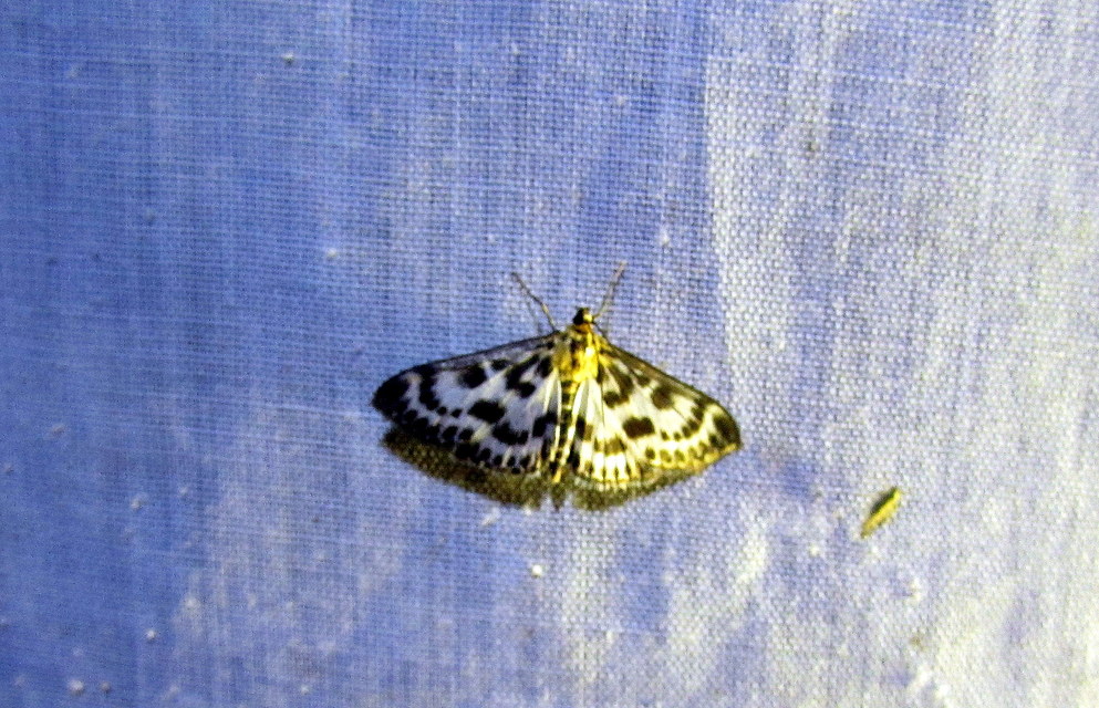 Anania hortulata - tarka csalánmoly